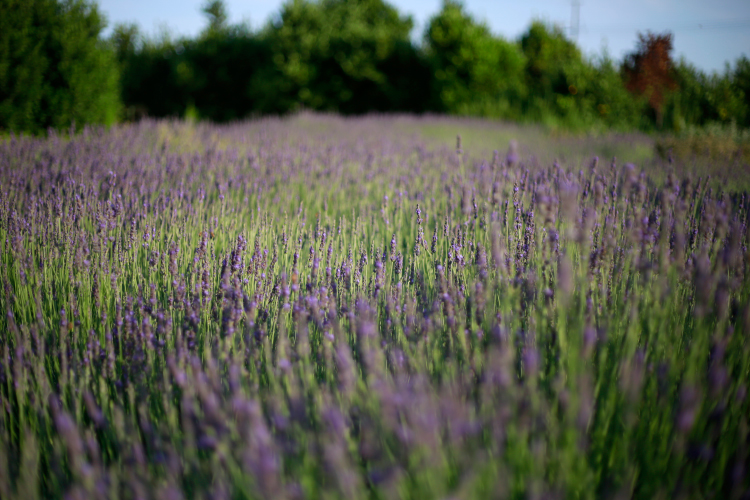lavender festival, cyherbia botanical park