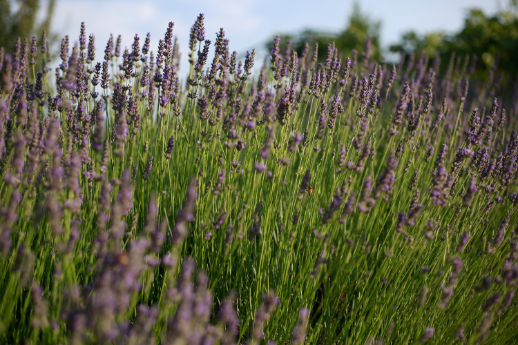 lavender festival, cyherbia botanical park