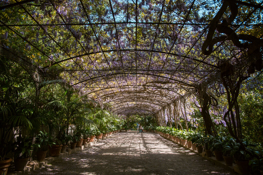 Wisteria in full bloom in Malaga Botanical Garden, Costa del Sol, Southern Spain