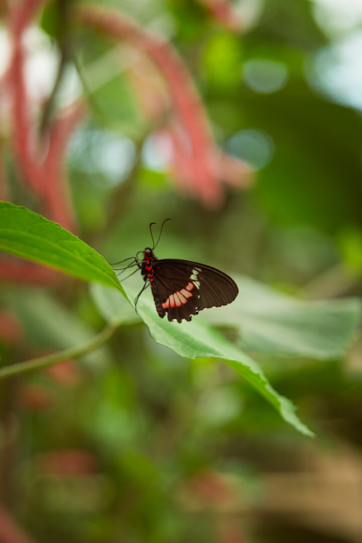 Mariposario de Benalmadena (Butterfly Park)