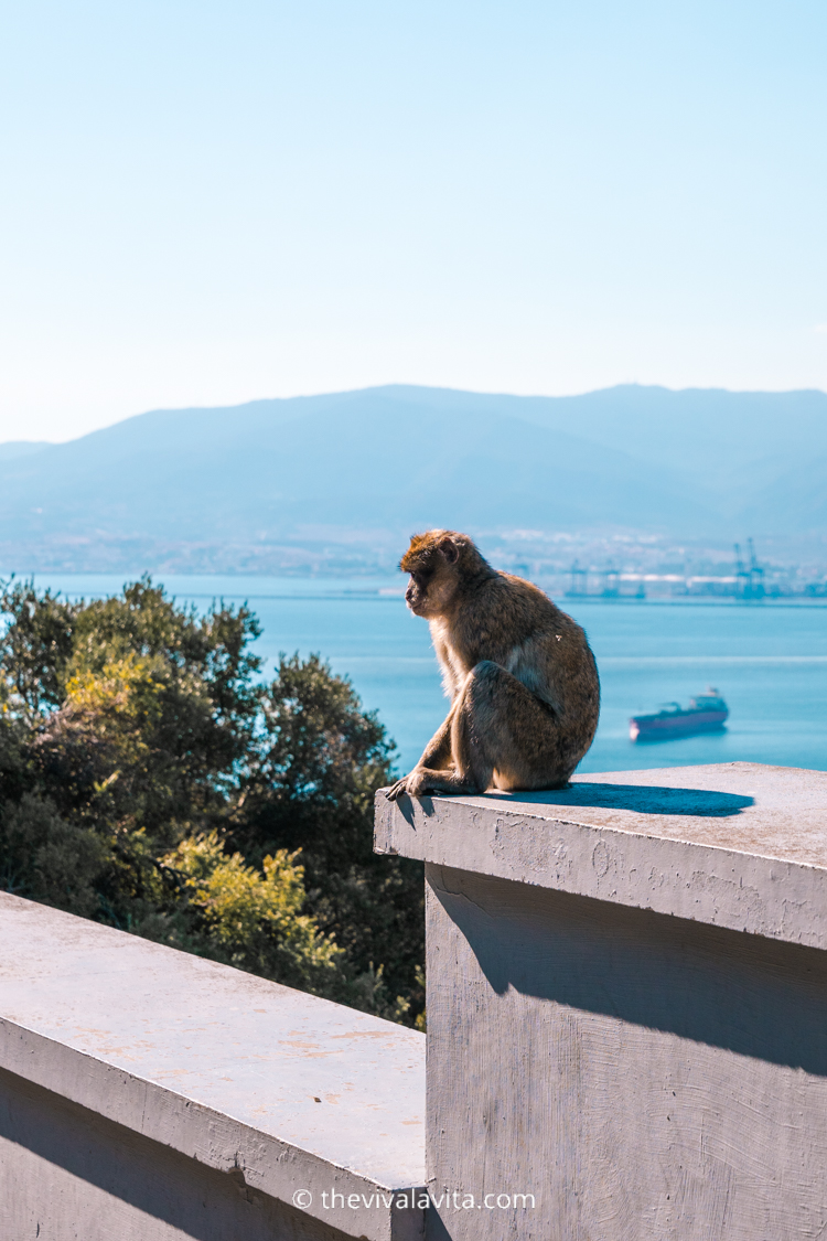 The monkeys in the nature reserve in Gibraltar.