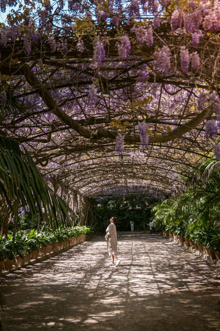 blooming wisteria at the Malaga Botanical Garden, Costa del Sol, Southern Spain