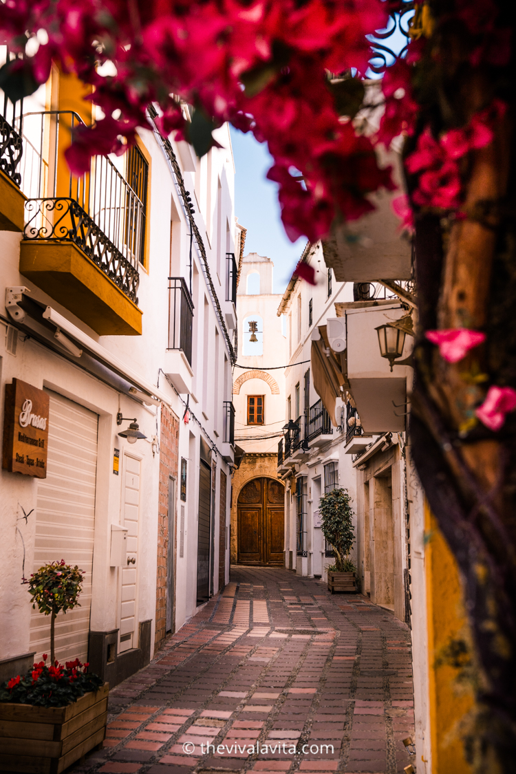 Pink flowers blooming on the streets of Marbella old town, Costa del Sol, Southern Spain