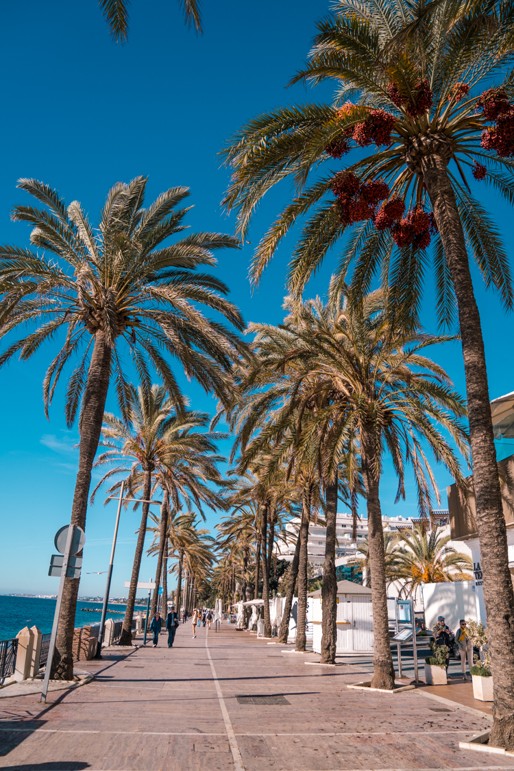 Palm trees lining the coastal promenade in Marbella, Southern Spain.