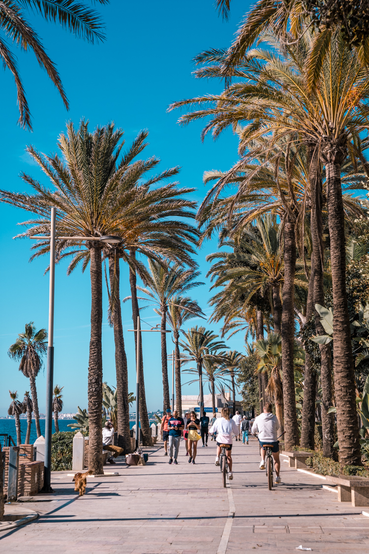 The coastal promenade of Marbella lined with palm trees, on Costa del Sol in Southern Spain.