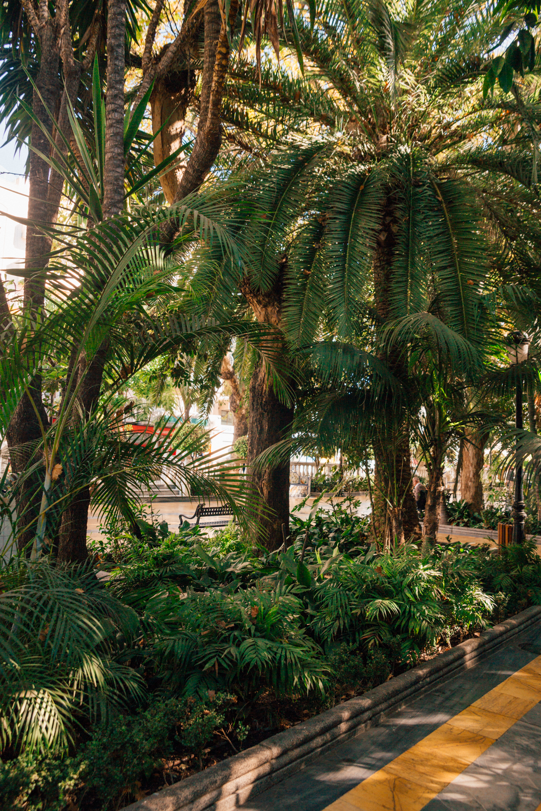 palm trees at Parque de la Alameda, Marbella, Spain