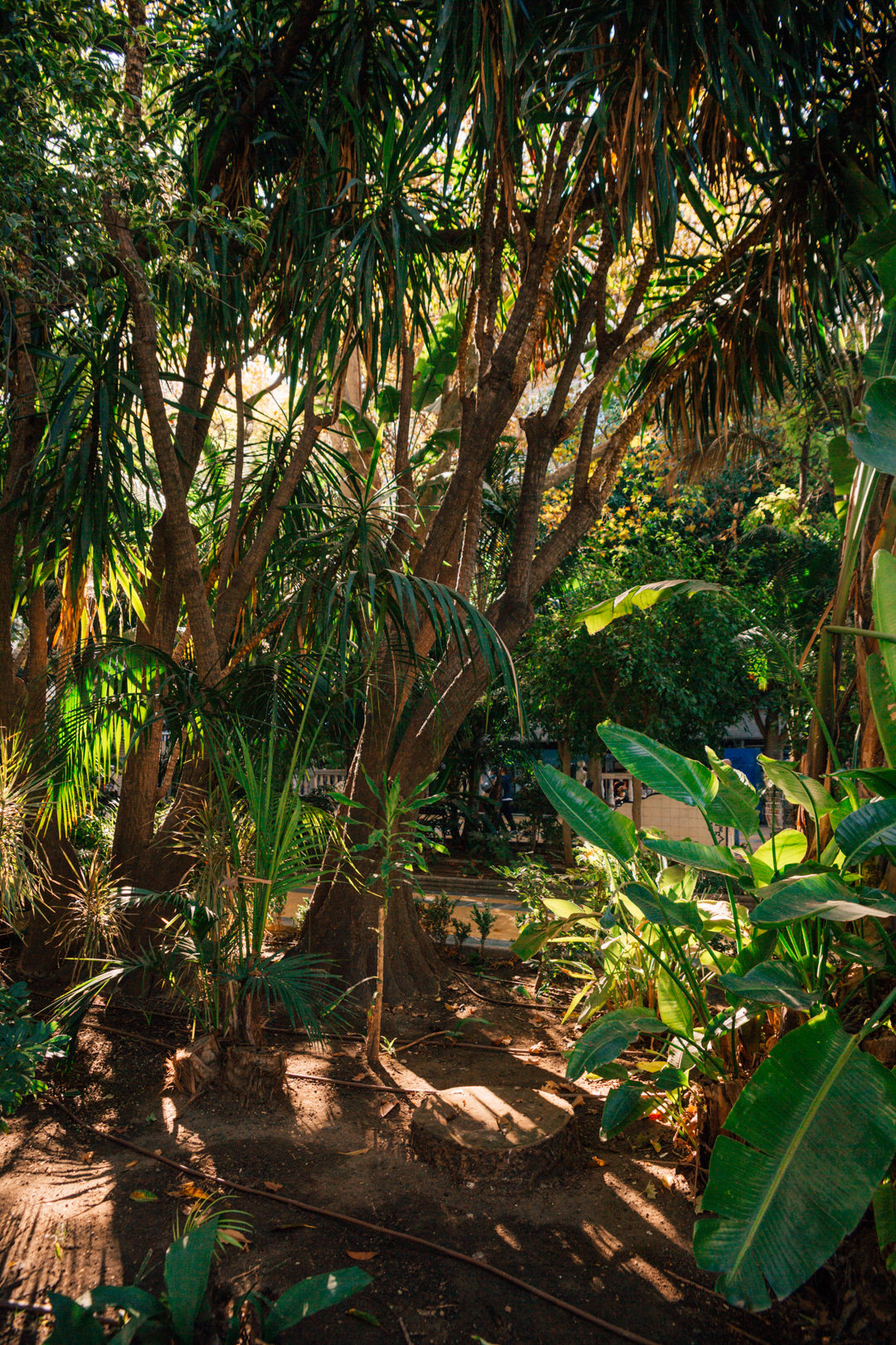 details of plants and trees at Parque de la Alameda, Marbella, Spain