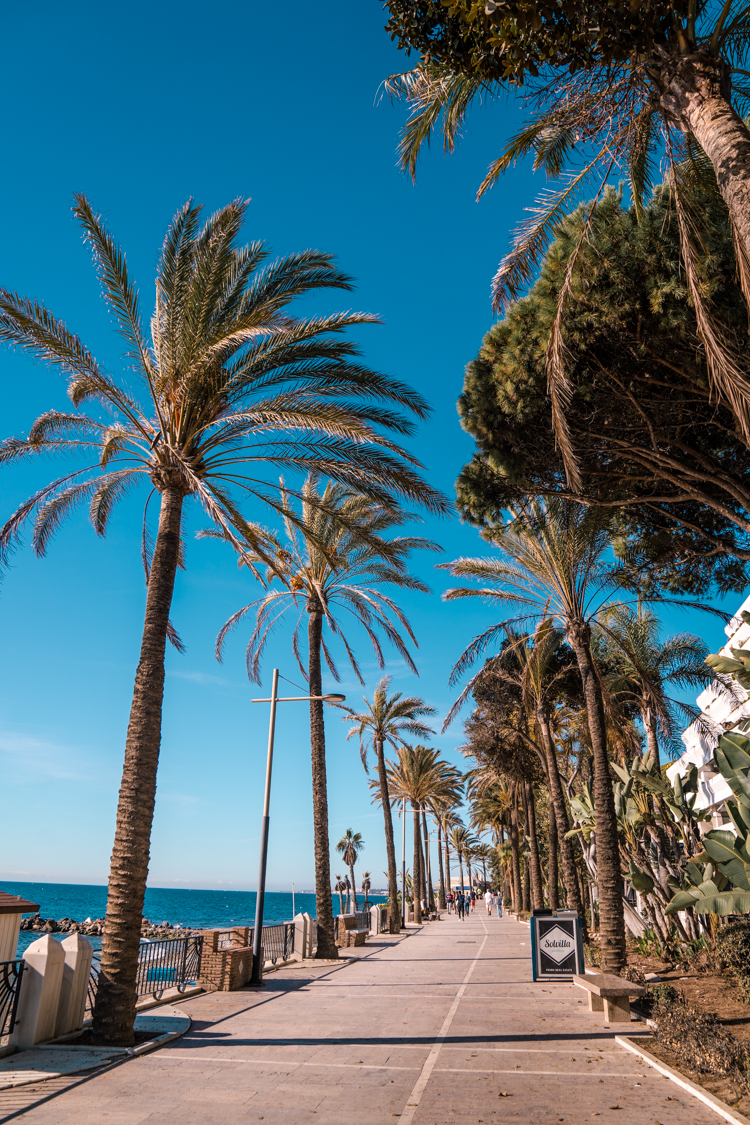 Palm trees lining the Paseo Maritimo, coastal promenade of Marbella stretching all the way to Puerto Banus.