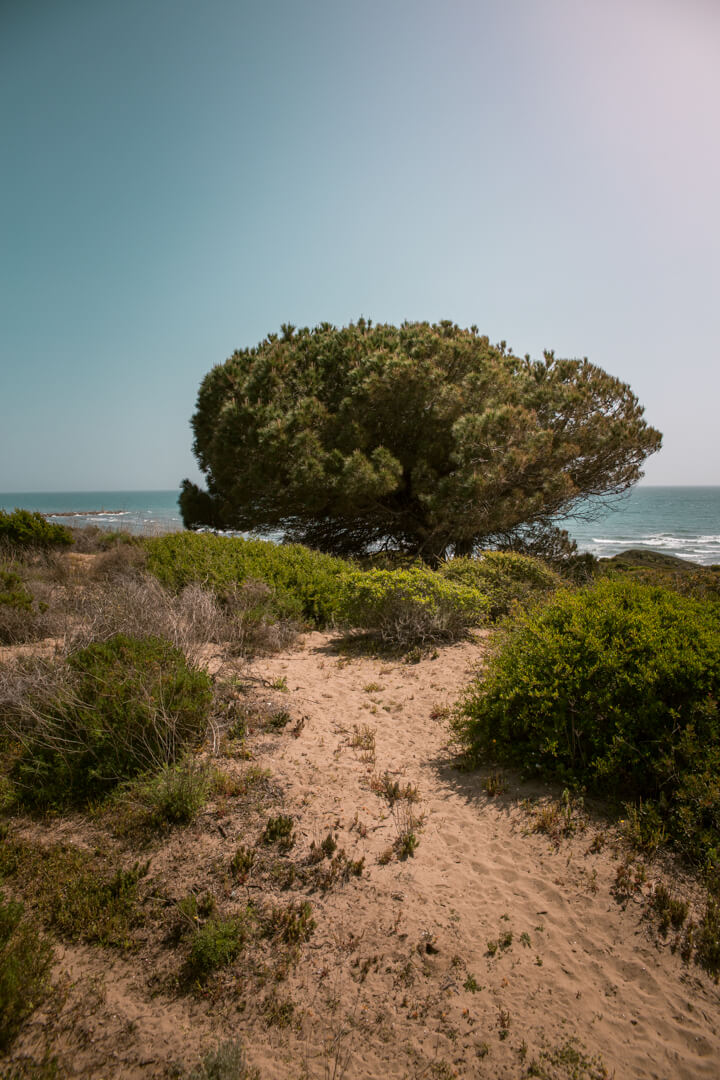 sand dunes at cabopino beach near Marbella, southern spain